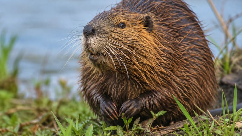 El castor canadiense llegó a Tierra del Fuego hace 80 años.