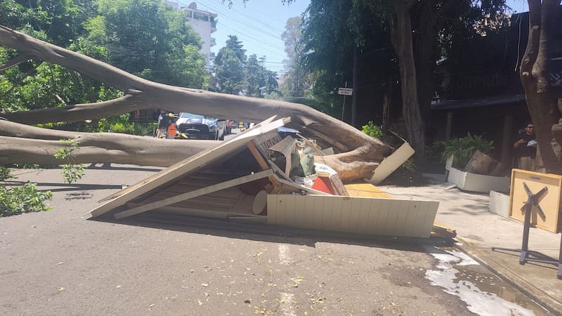 Alerta por caída de árboles en CDMX