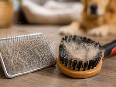 Cepillo de cerdas o metálico: cuál es el más recomendado por los veterinarios para eliminar el pelo de perros y gatos de la casa