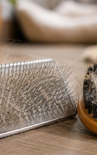 Cepillo de cerdas o metálico: cuál es el más recomendado por los veterinarios para eliminar el pelo de perros y gatos de la casa