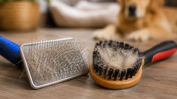 Cepillo de cerdas o metálico: cuál es el más recomendado por los veterinarios para eliminar el pelo de perros y gatos de la casa
