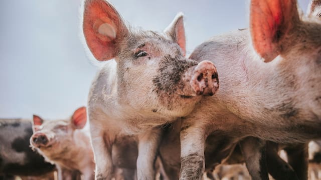 Peste porcina: Cataluña aprobará una línea de ayudas de 10 millones de euros con posibilidad de ampliación