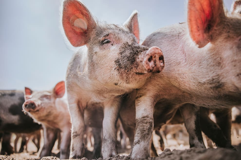 Clean Live Hogs This North American island offers free lodging to volunteers who care ...