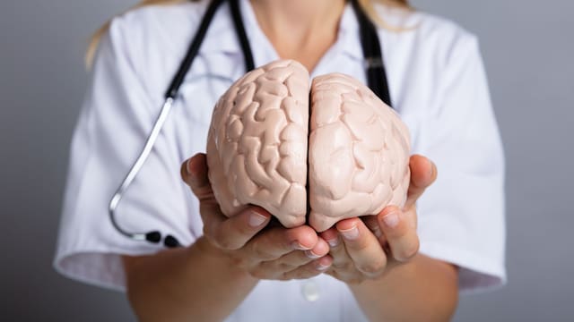 Lo que sabemos del cerebro humano, en jaque: científicos de Standford plantean un nuevo modelo sobre cómo se desarrolla