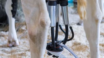 Conaprole exige al Gobierno que “asegure” paz laboral tras cierre de planta en Rivera