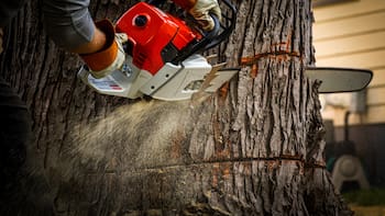 Ningún vecino podrá cortar los árboles de su vereda desde ahora: confirmaron altísimas multas y sanciones a quienes no pidan permiso