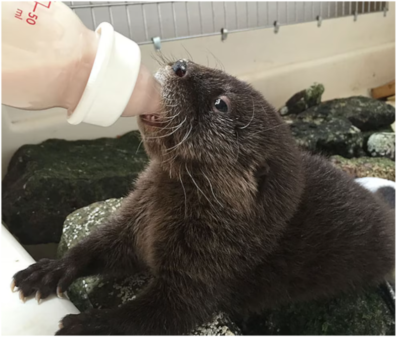 El seguimiento está a cargo de equipos vinculados a la Fundación Lontra.