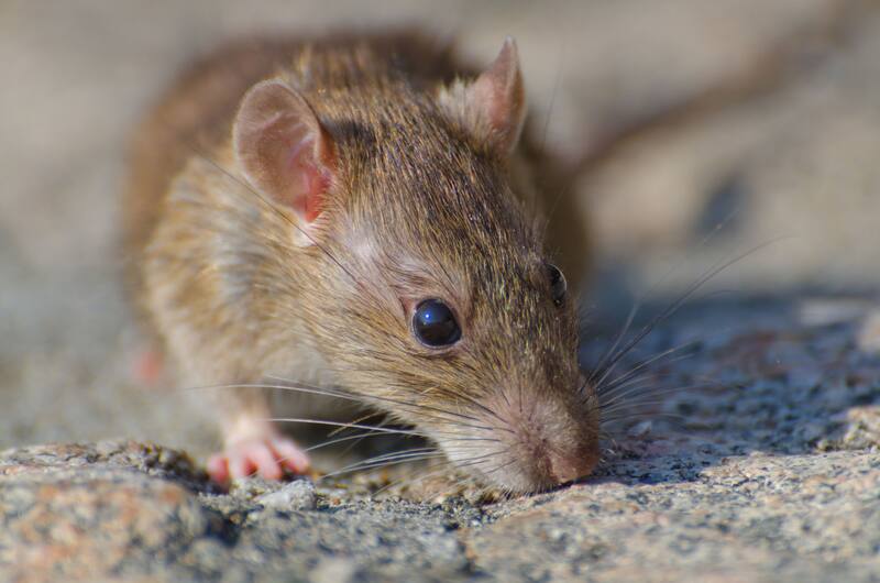 Chau a los ratones.