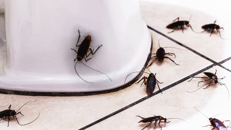Chau fumigación: el misterioso efecto del bicarbonato de sodio con azúcar que destruye a las cucarachas desde adentro