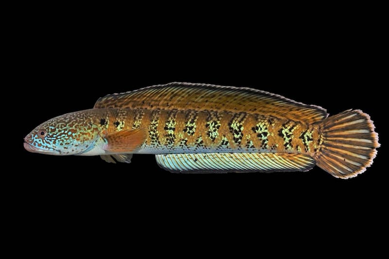 Vista detallada del Chel Snakehead, una especie de pez de agua dulce originaria del sur de Asia.