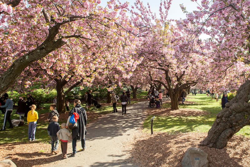 Cherry Blossom Festival, Brooklyn Botanical Garden, Brooklyn, NYC