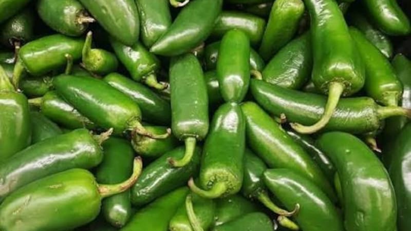 Chile jalapeño.