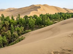 China planta árboles desde hace medio siglo en el desierto más grande del planeta: 48 años después, frenaron el peor enemigo climático