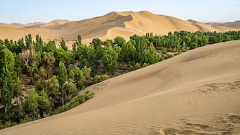 China planta árboles desde hace medio siglo en el desierto más grande del planeta: 48 años después, frenaron el peor enemigo climático