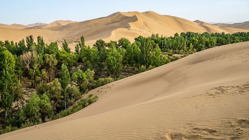 China planta árboles desde hace medio siglo.