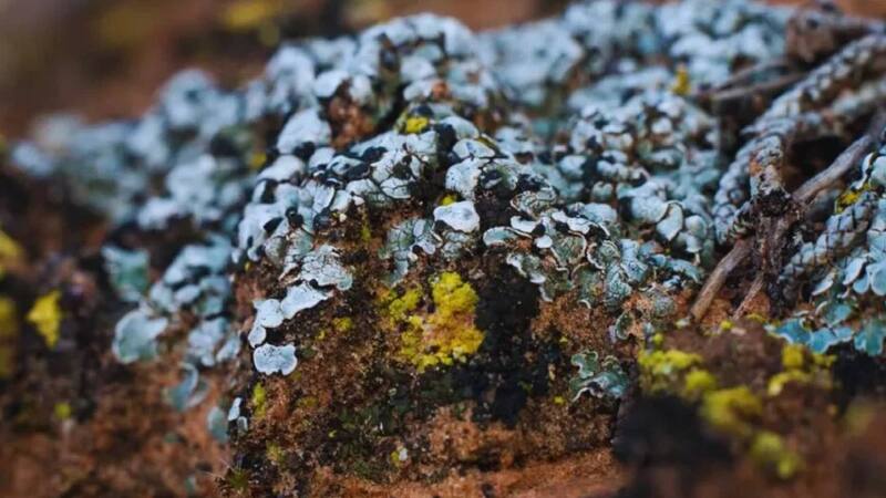 China prueba un experimento con algas que transforma el desierto en tierra cultivable