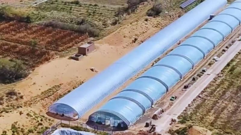 China prueba un experimento con algas que transforma el desierto en tierra cultivable