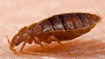 Invasión de chinches de agua en Buenos Aires: por qué aparecen y y qué tan peligrosas son realmente