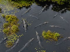 Un cocodrilo del terror devoró a los dinosaurios en el este de Estados Unidos. 80 millones de años después los científicos lograron “revivirlo” y el resultado los dejó helados