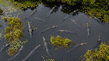 Un cocodrilo del terror devoró a los dinosaurios en el este de Estados Unidos. 80 millones de años después los científicos lograron “revivirlo” y el resultado los dejó helados