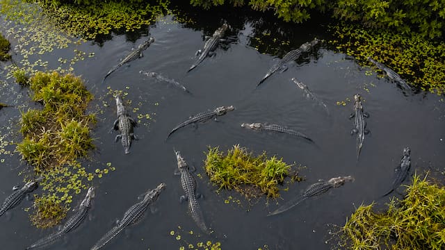 Un cocodrilo del terror devoró a los dinosaurios en el este de Estados Unidos. 80 millones de años después los científicos lograron “revivirlo” y el resultado los dejó helados
