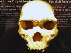 Hallaron un “cráneo híbrido” de 140,000 años en Israel: ningún científico puede explicar a qué especie pertenece