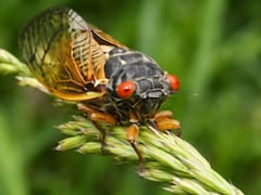 Renace un insecto que llevaba más de 100 años desaparecido: su vibrante canto vuelve a escucharse tras un siglo