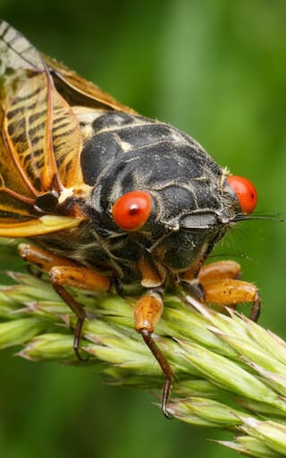 Renace un insecto que llevaba más de 100 años desaparecido: su vibrante canto vuelve a escucharse tras un siglo