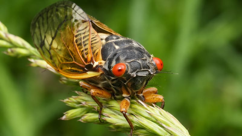 Su reaparición fue posible gracias a nuevas grabaciones de su característico canto, un hallazgo que reactivó el interés científico por esta especie. (Fuente: Archivo)