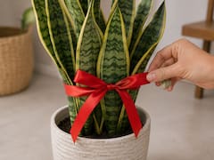 Colocar una cinta roja en la lengua de suegra: para qué sirve y por qué muchos lo recomiendan
