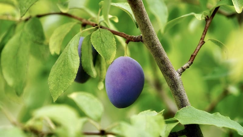 El árbol ideal para casas chicas