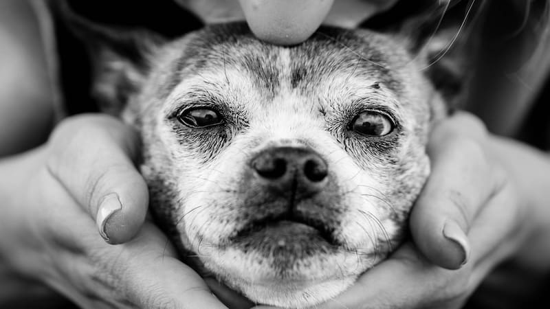 Multas y prisión por maltratar los animales en CDMX.
