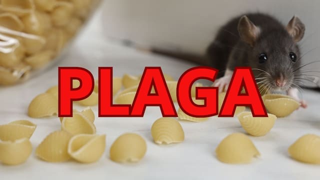 Clausuraron uno de los supermercados más queridos por invasión de ratas: denuncian incumplimiento de normas de higiene