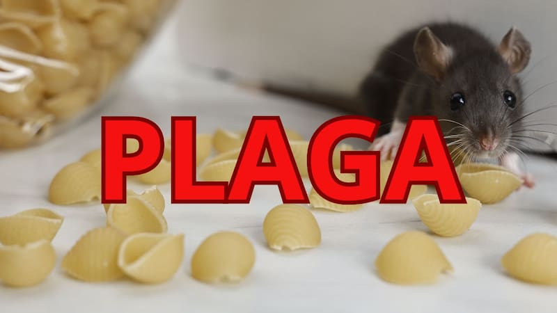 Clausuraron uno de los supermercados más queridos por invasión de ratas: denuncian incumplimiento de normas de higiene.