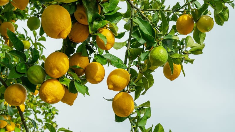 Clavar tenedores alrededor de un limonero: por qué lo recomiendan y para qué sirve