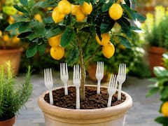Clavar tenedores alrededor de un limonero: por qué lo recomiendan y para qué sirve