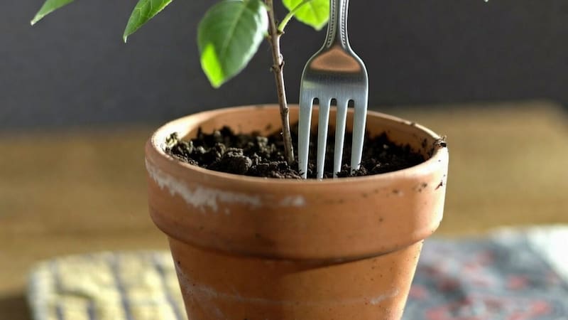 Clavar tenedores en la tierra de las plantas: para qué sirve, por qué recomiendan hacerlo y qué beneficios tiene
Fuente: IA