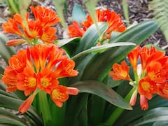 Pocos lo saben: las 3 plantas de interior que no requieren cuidado, alivian el aire y tienen preciosas flores
