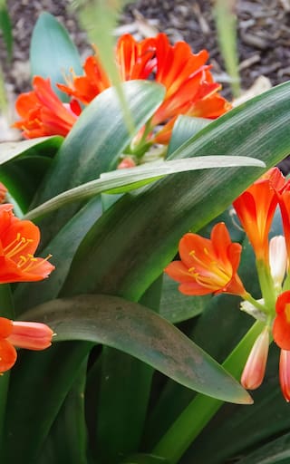 Pocos lo saben: las 3 plantas de interior que no requieren cuidado, alivian el aire y tienen preciosas flores