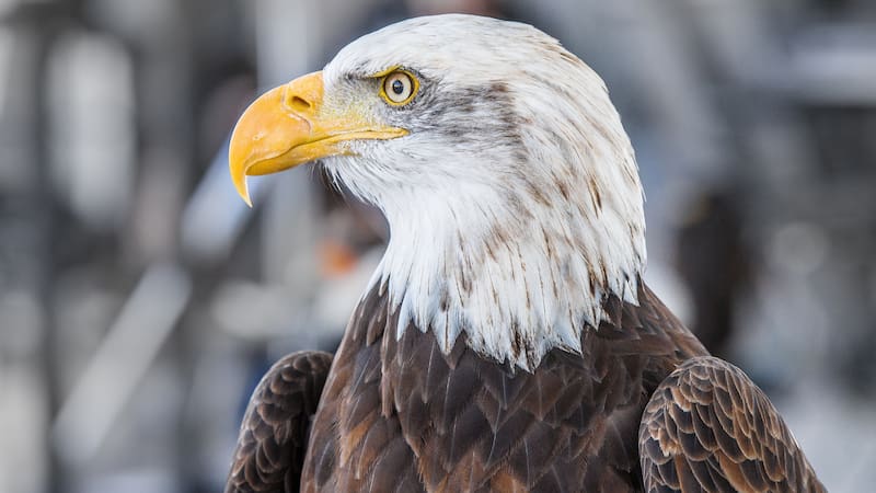 Clutch será la mascota de los Estados Unidos, un águila calva inspirada en uno de los símbolos nacionales más reconocibles del país. (Foto: Archivo)