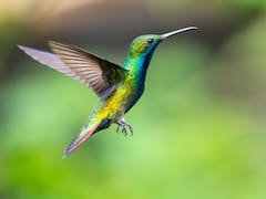 No es casualidad: esto es lo que realmente significa que un colibrí visite tu jardín y vuele frente a tu ventana