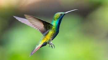 No es casualidad: esto es lo que realmente significa que un colibrí visite tu jardín y vuele frente a tu ventana