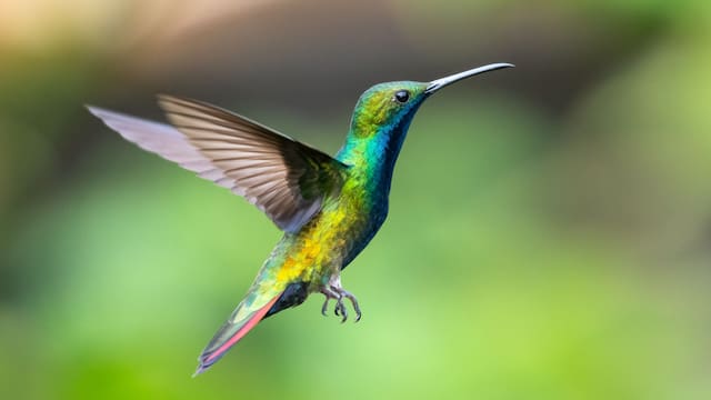 No es casualidad: esto es lo que realmente significa que un colibrí visite tu jardín y vuele frente a tu ventana