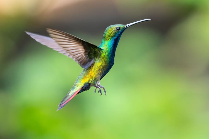 Para la cultura azteca, el colibrí representaba a Huitzilopochtli, dios guerrero.
