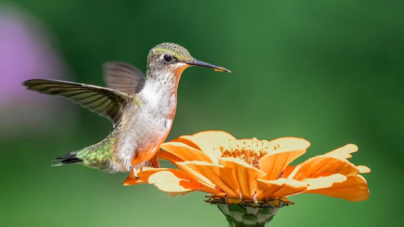 Simbolismo espiritual del colibrí en diferentes culturas.