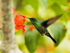Qué significa que un colibrí aparezca en tu jardín, según la cultura azteca y cómo atraerlos