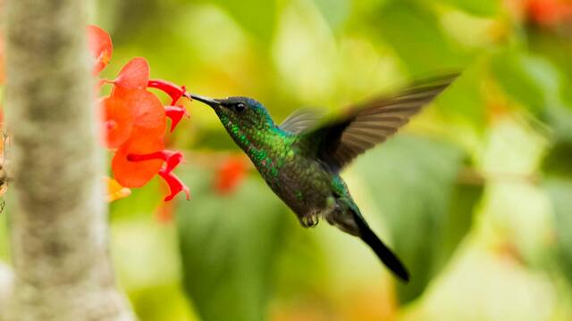 Qué significa que un colibrí aparezca en tu jardín, según la cultura azteca y cómo atraerlos