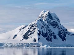 Hallazgo en la Antártida: descubren criaturas marinas nunca antes vistas que podrían reescribir la biología