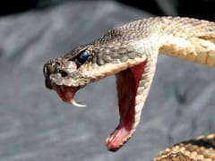 Horror en el reino animal: reapareció la serpiente más poderosa de Asia tras largas décadas