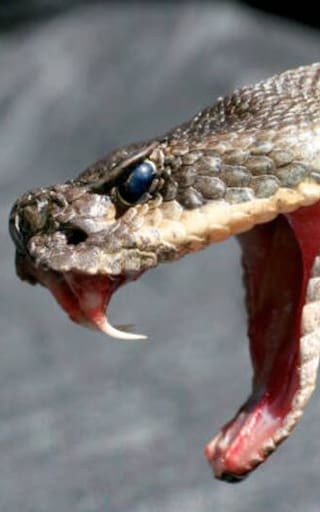 Horror en el reino animal: reapareció la serpiente más poderosa de Asia tras largas décadas